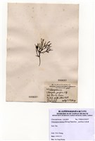 藏品(小毛孢藻)的圖片